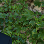 Figaro | « Entre le cardinal Lustiger et Pierre Nora, l’histoire d’une réflexion féconde autour du dialogue judéo-chrétien » – 08.08.2025